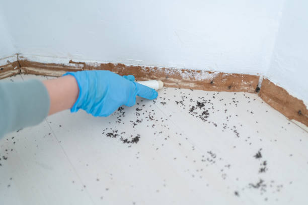 Best Pest Control Near Me  in Morris Plains, NJ